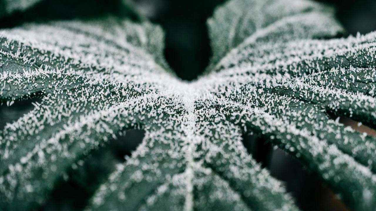 Close-up of powdery mildew white spots on plant leaves – the most common fungal cause
