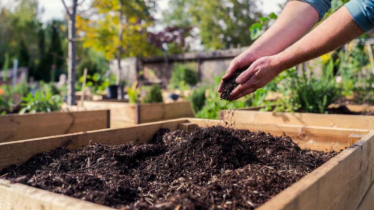 Preparing perfect soil and raised bed for planting garlic bulbils