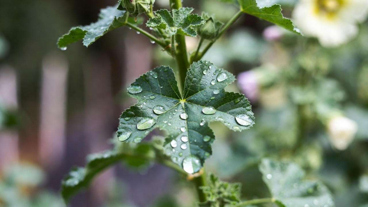 Rust-free hollyhock leaves after natural organic spray treatment”