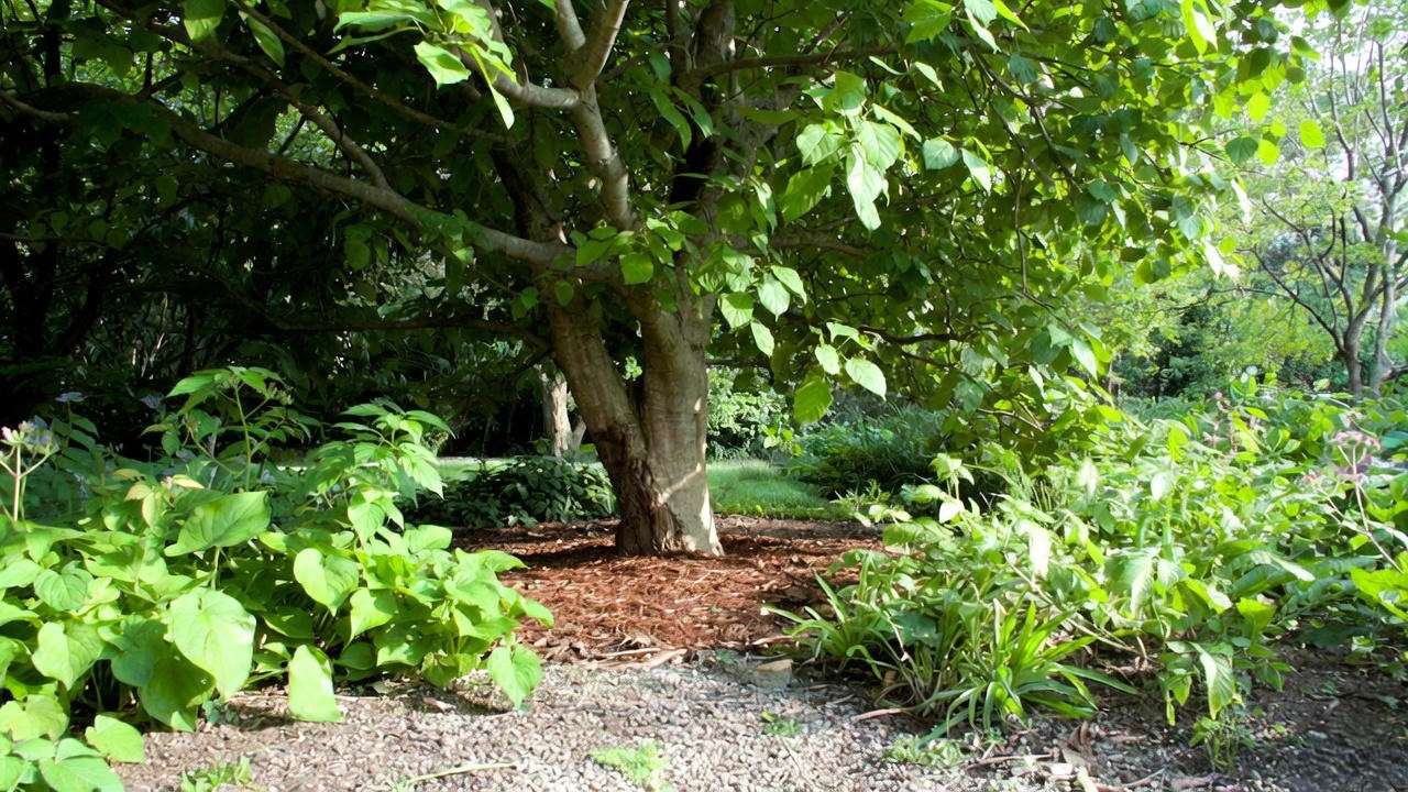 Healthy tree with proper mulching and drainage in a lush garden to prevent tree mushrooms."