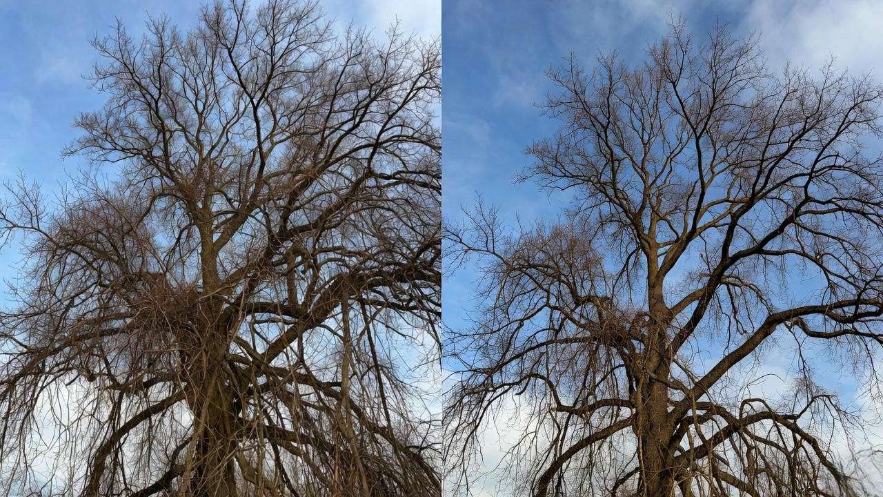 Before and after winter pruning for better airflow in chestnut tree