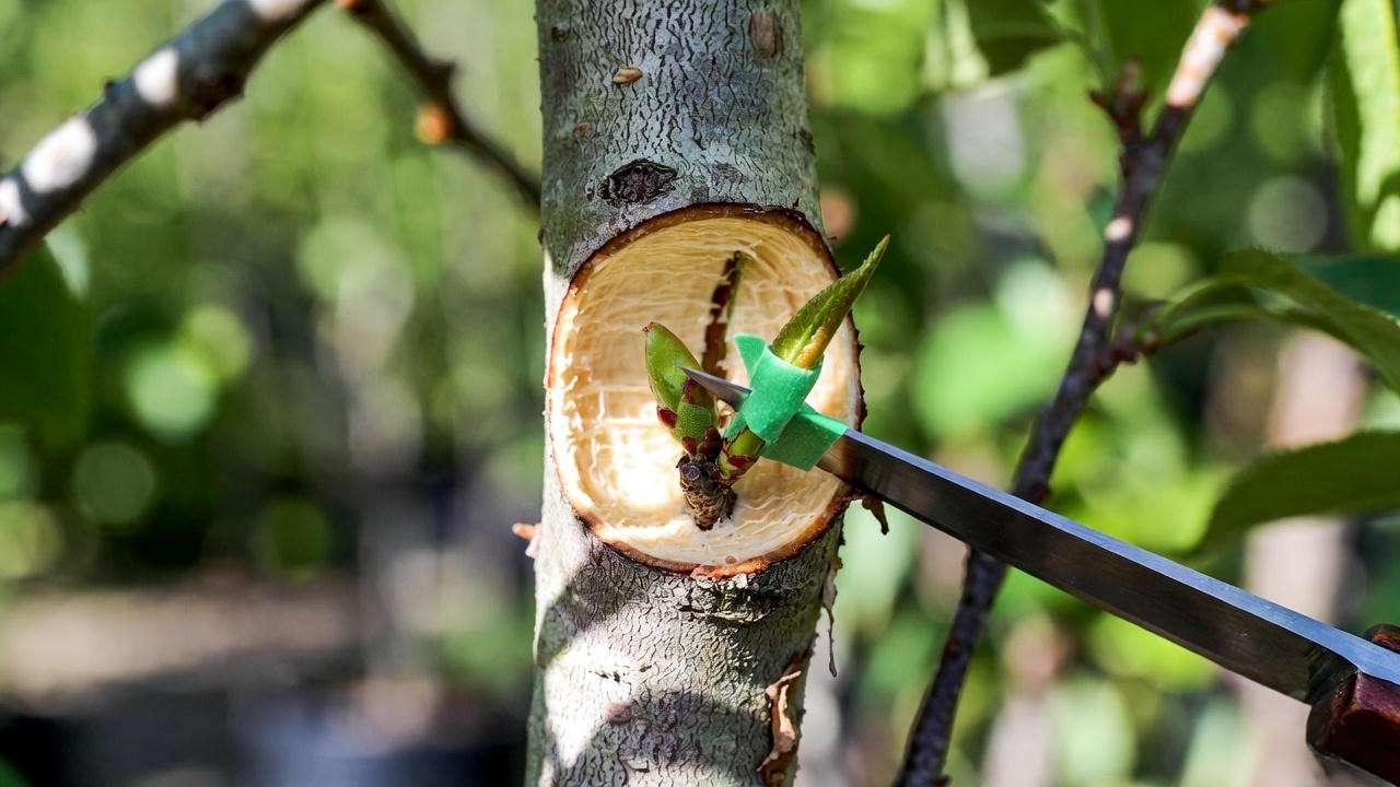 T-budding grafting technique for propagating double weeping cherry trees