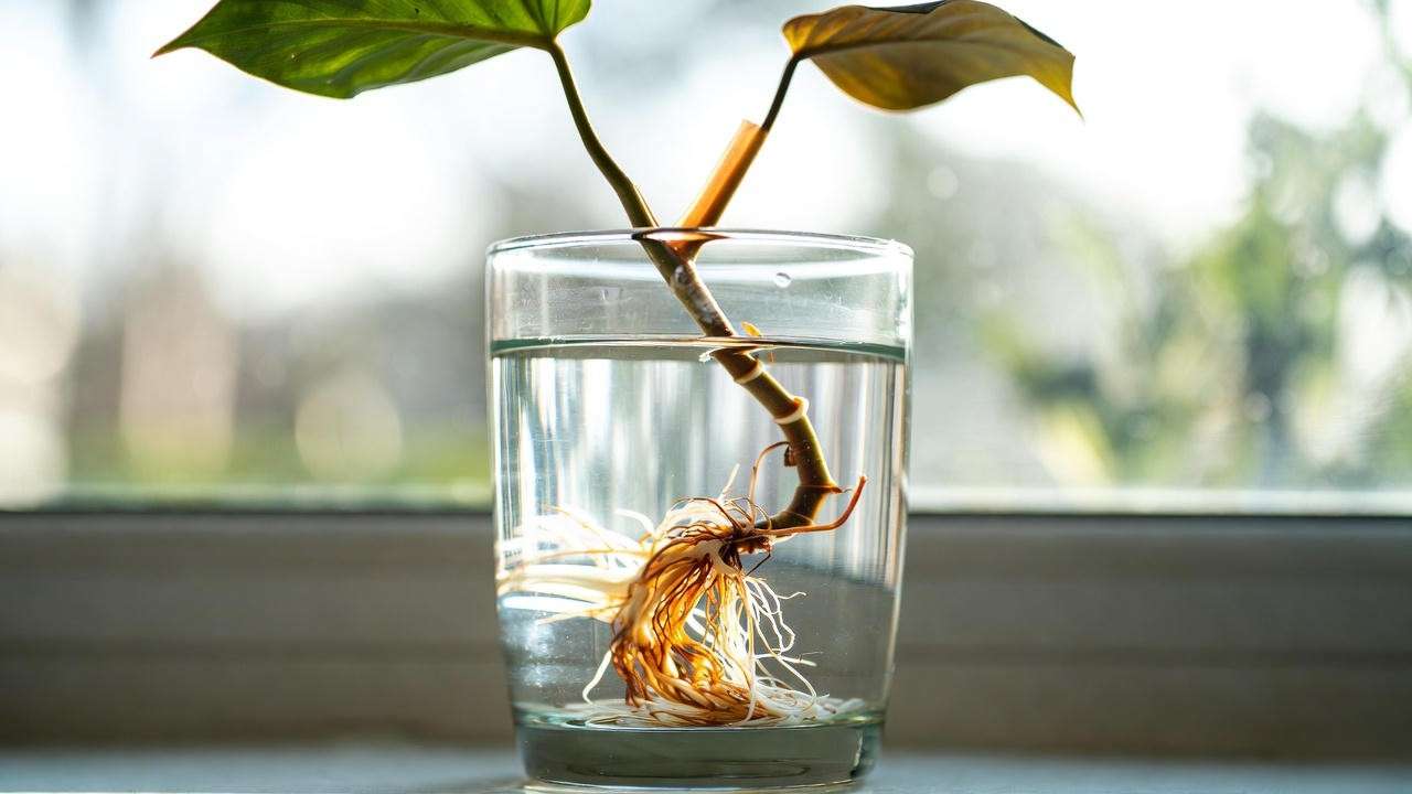 Philodendron Red stem cutting propagating in water"