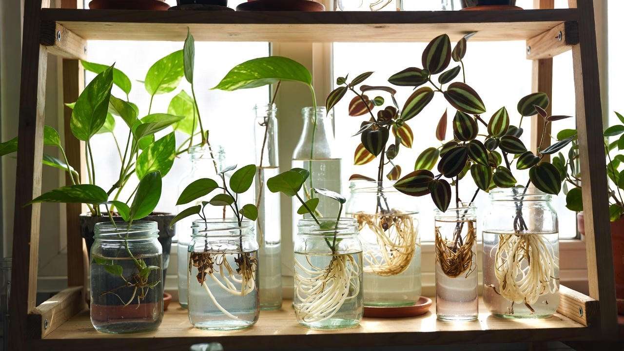 Simple water propagation station for trailing indoor plants showing healthy white roots