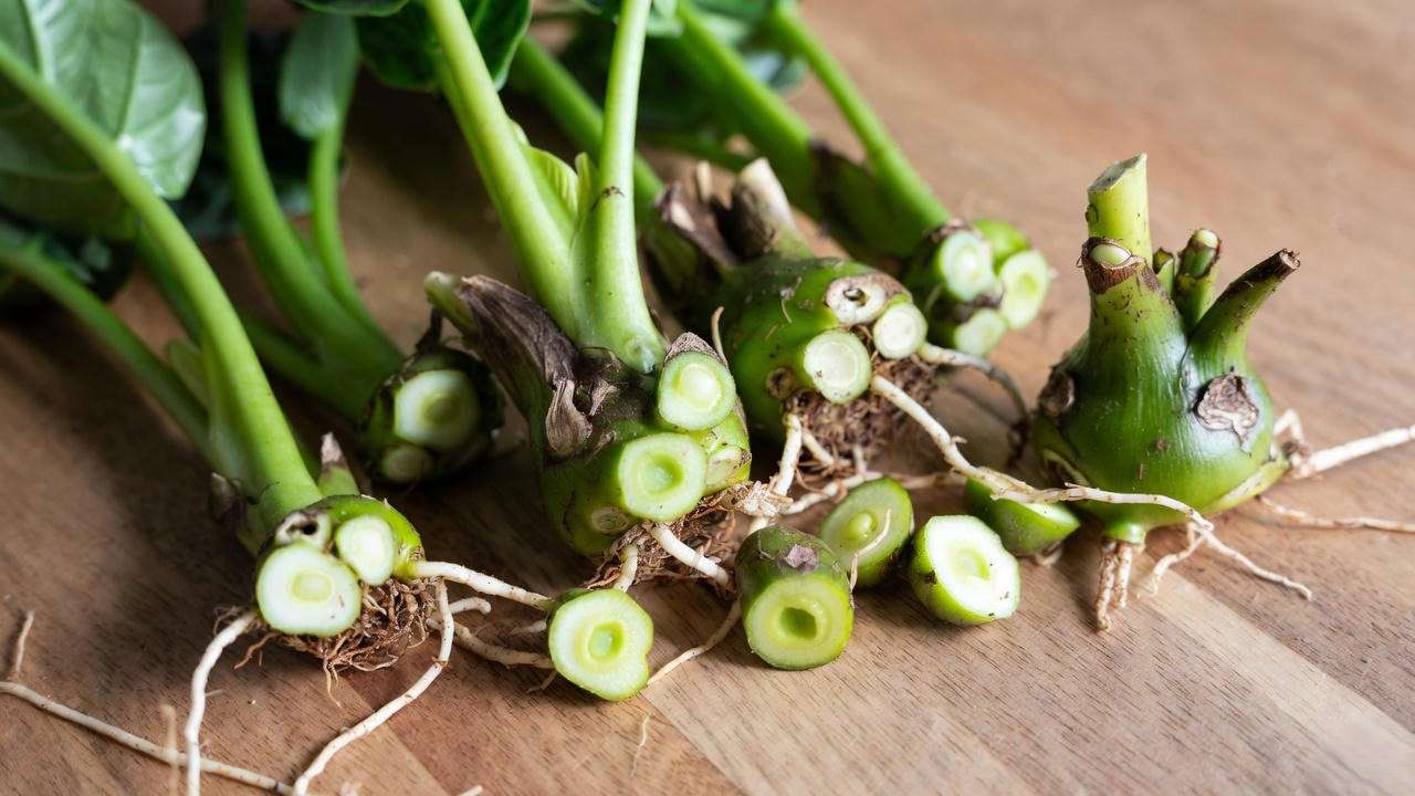 Alocasia Regal Shield rhizome division for successful propagation