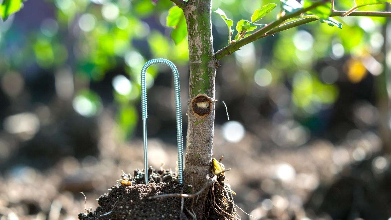 Easy rose propagation by layering – free new ground cover rose plants in one season