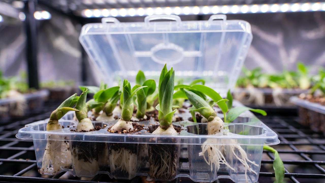 Successful ironwort propagation from softwood cuttings showing new roots