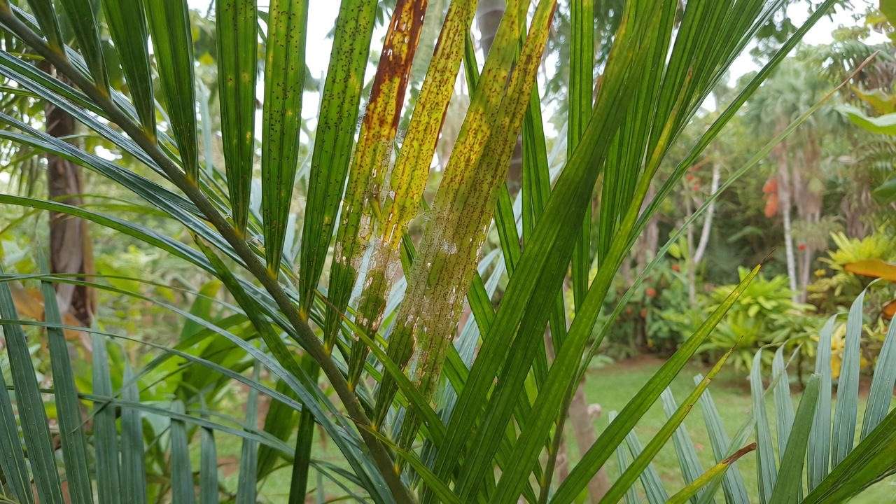 Close-up of Adonidia palm leaves with spider mite damage and healthy leaf after neem oil treatment."