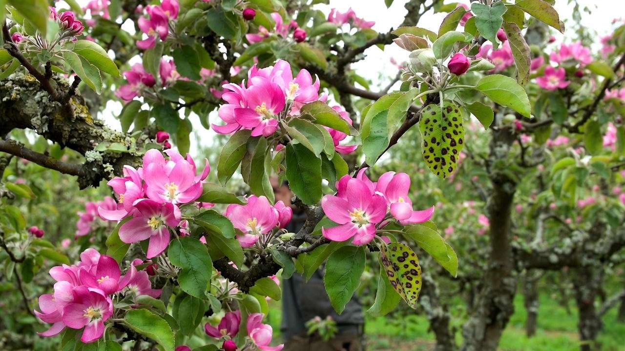 Healthy apple tree blossoms with early apple scab signs in an orchard."