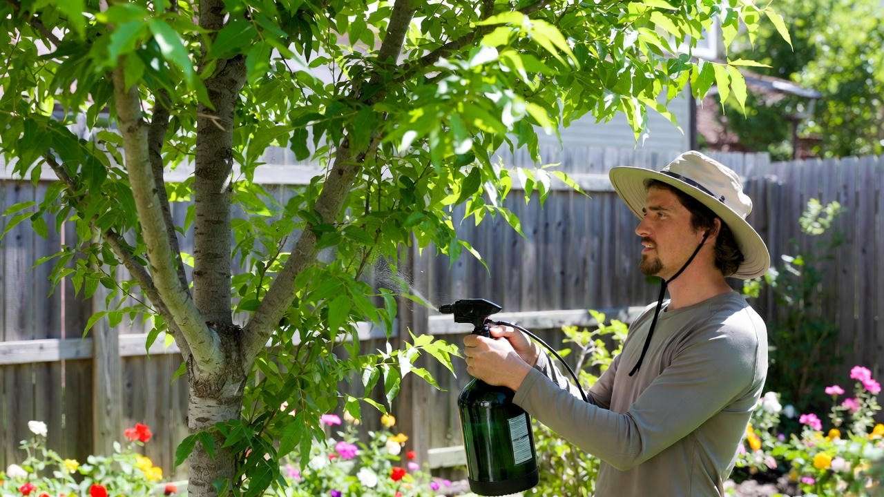 Gardener spraying neem oil on Gurneys tree with healthy leaves".