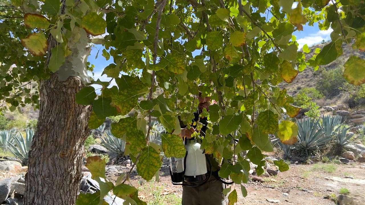 Mexican sycamore tree with lace bug damage and neem oil treatment".