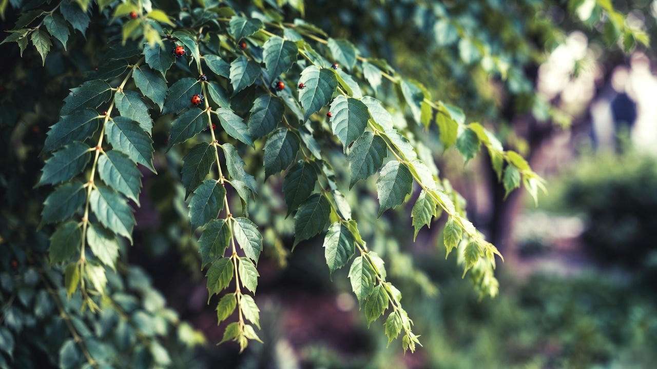 Mayten tree with ladybugs for natural pest control in a lush garden."