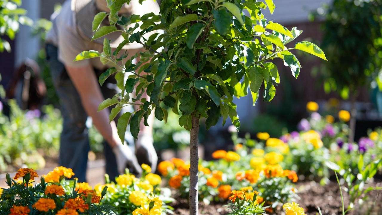 "Healthy columnar apple tree with marigolds and gardener inspection."
