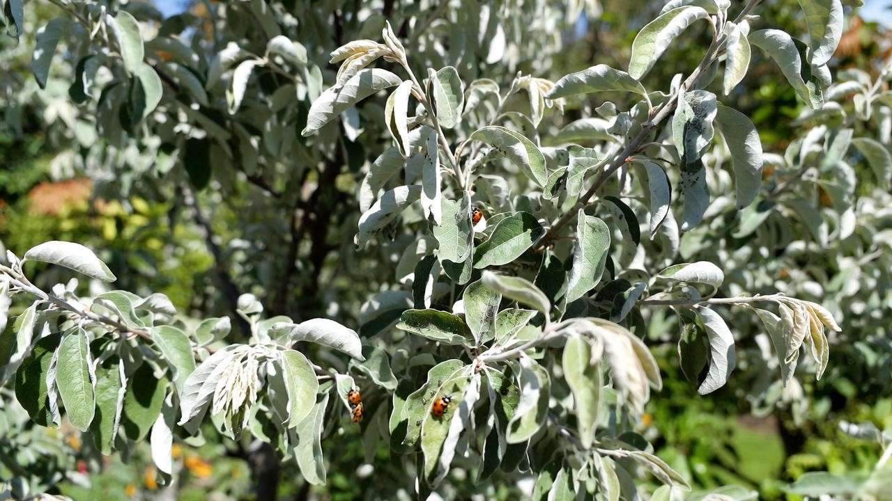 "Silver apricot tree with aphids and ladybugs for natural pest control in a sunny garden."
