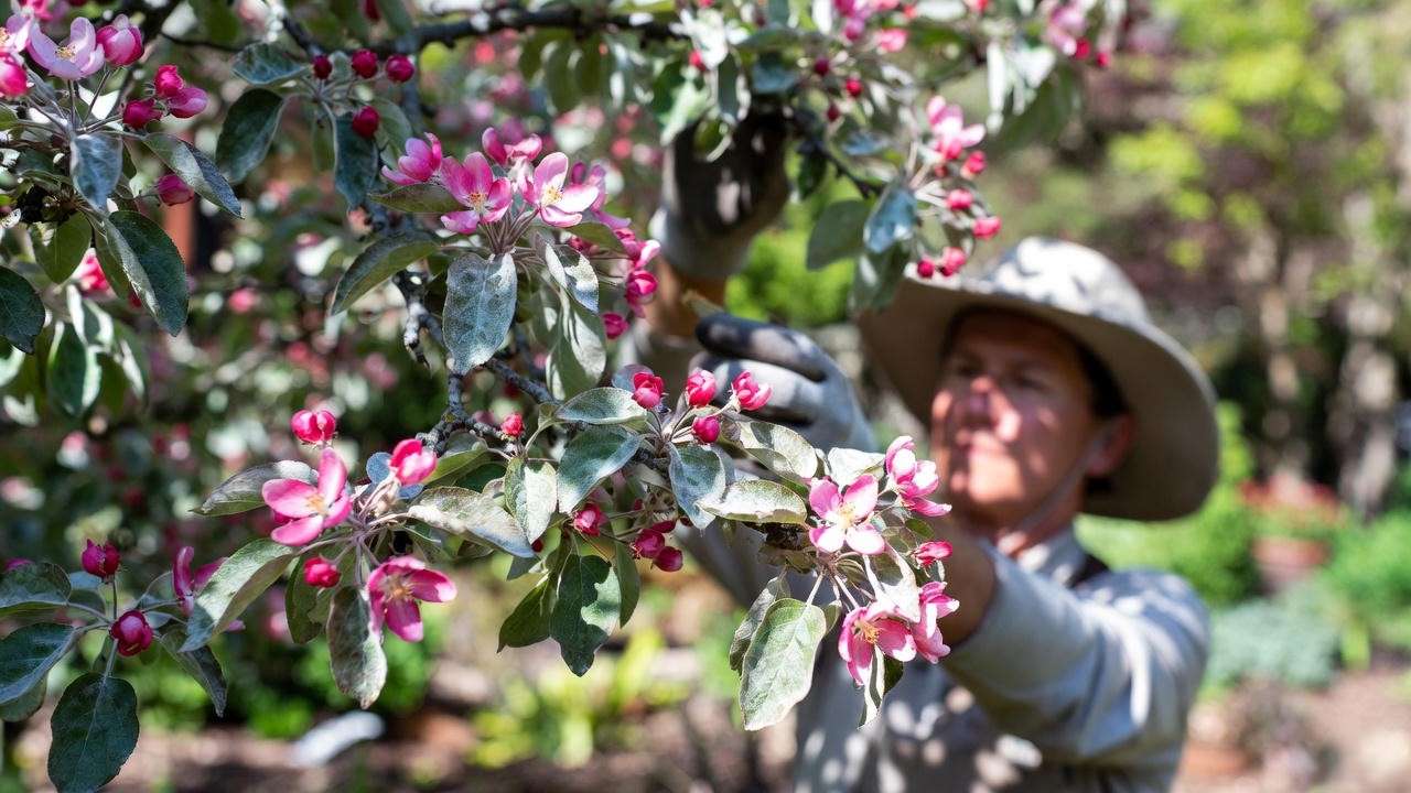 Pink crabapple tree with powdery mildew being inspected by gardener".