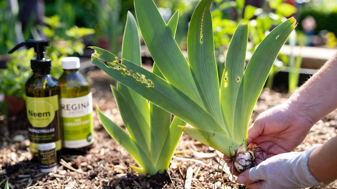 Regina Iris plant with iris borer damage and gardener inspecting rhizome."