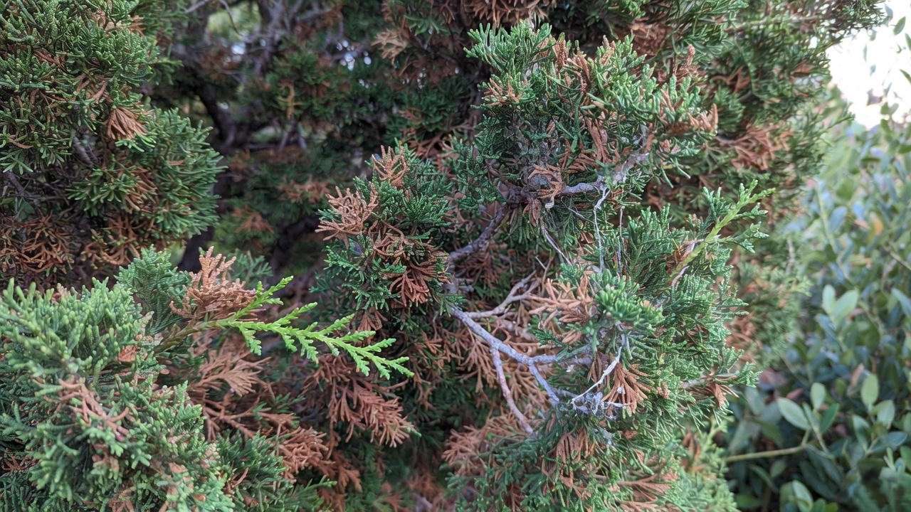Hollywood juniper with spider mite damage and healthy neem oil-treated branch.