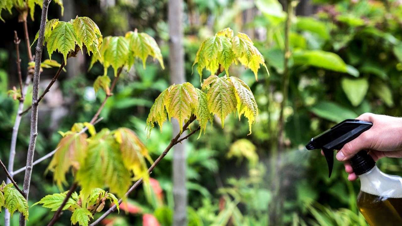 "Gardener applying neem oil to a Hot Wings Maple Tree with aphid damage".
