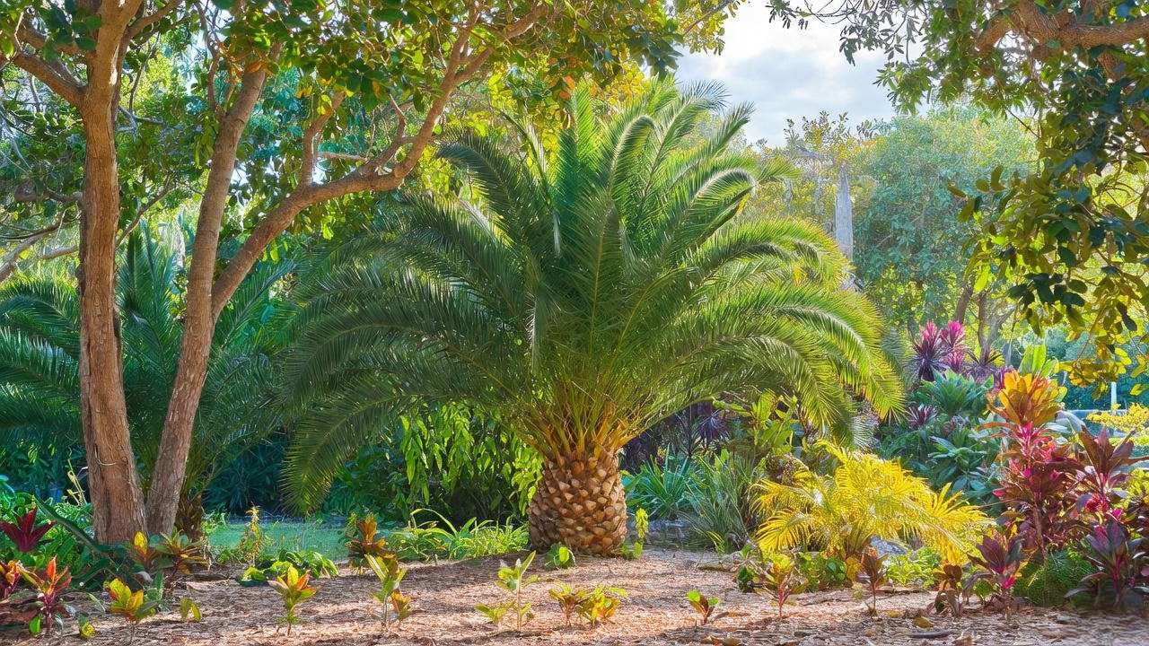 Alexander palm tree thriving in a garden with morning sun and afternoon shade."
