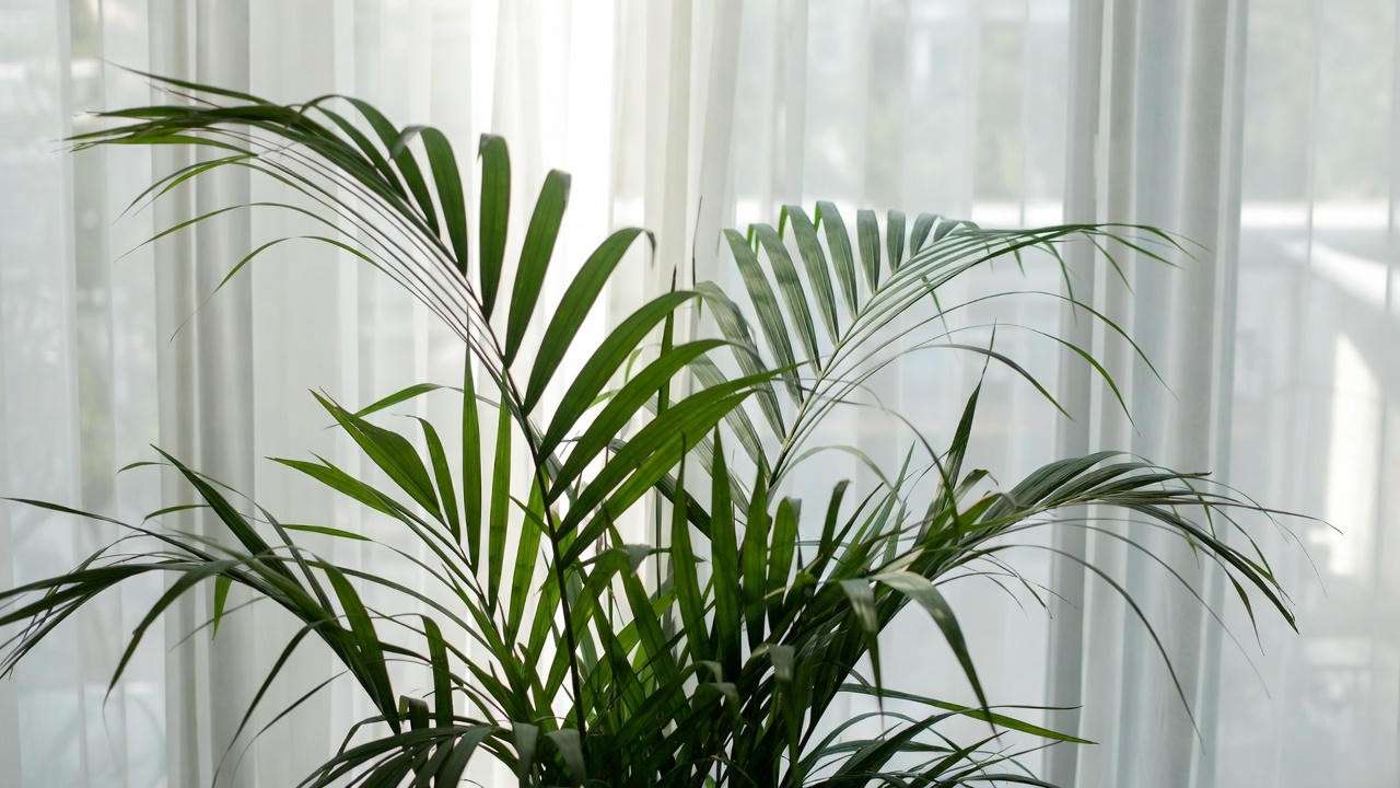 Areca palm thriving in bright indirect light near a window with sheer curtains"