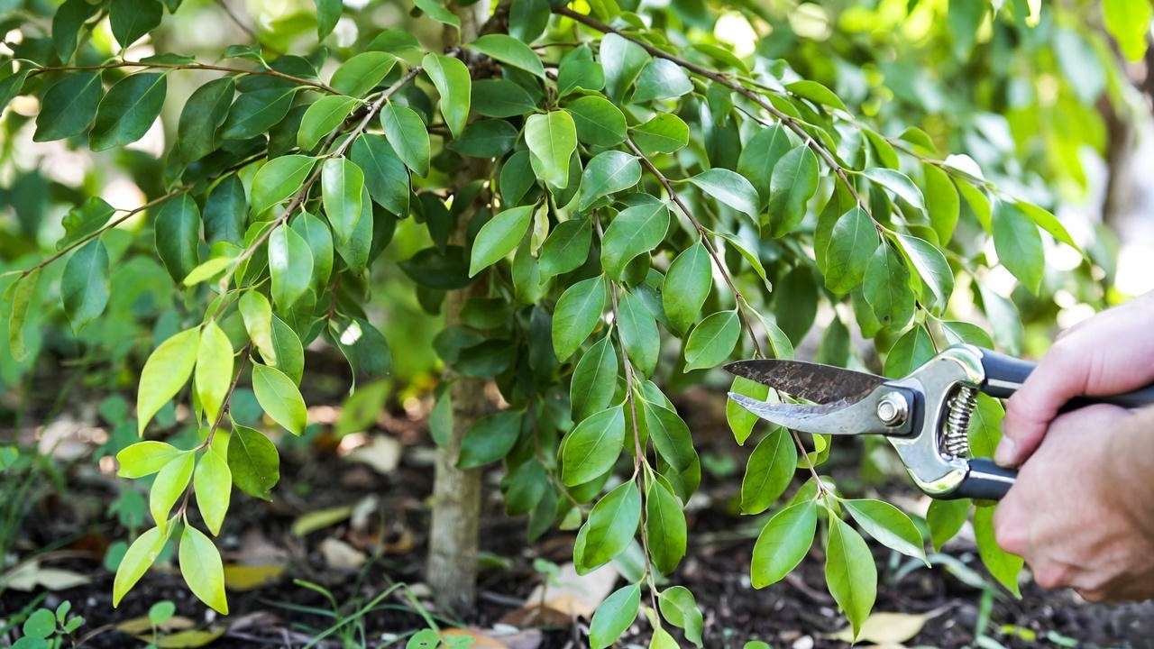 Gardener pruning a Mayten tree with shears, highlighting its elegant weeping shape."