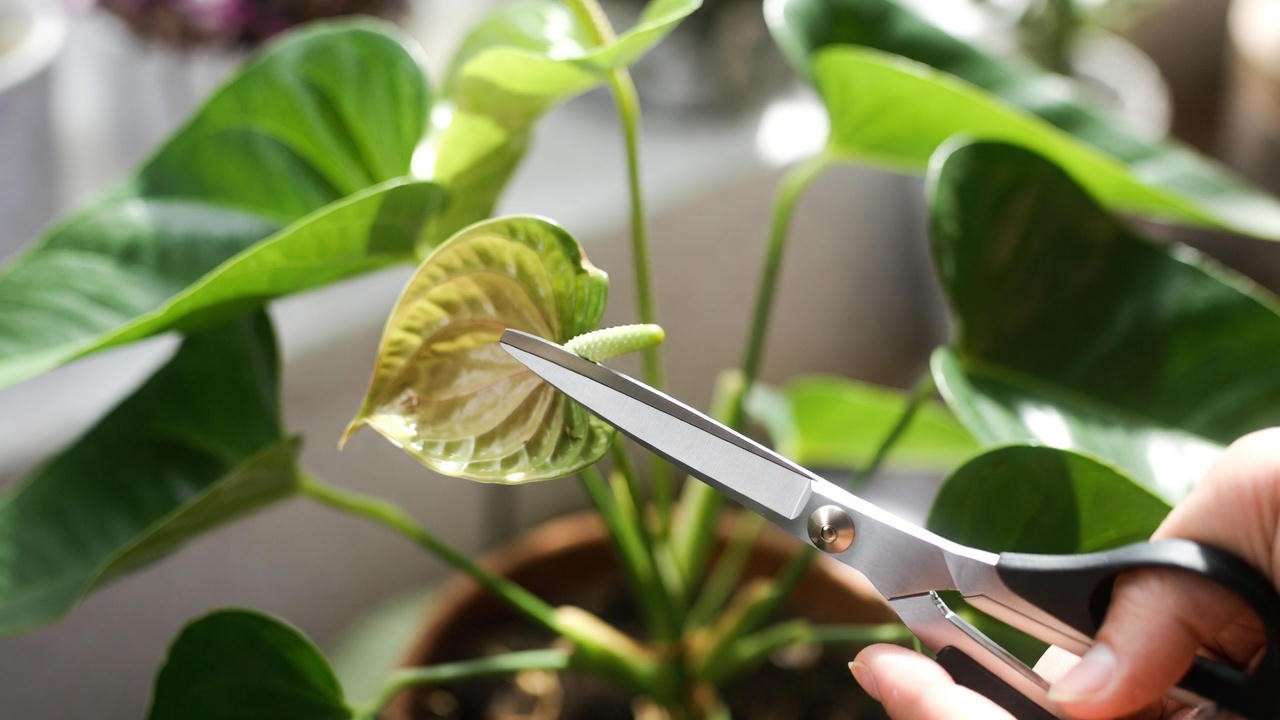 Pruning a faded spathe from a Painters Palette plant with scissors."