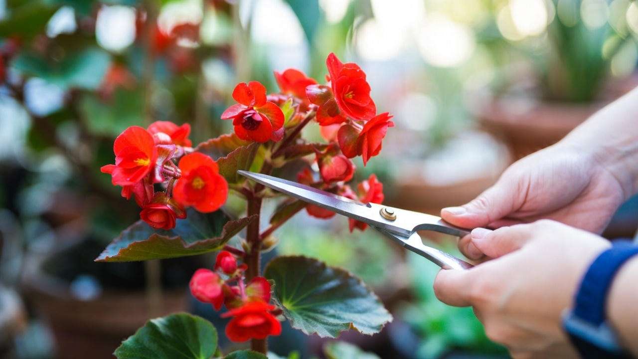 Gardener pruning a red begonia plant with scissors, showing healthy red blooms and green leaves in a garden."