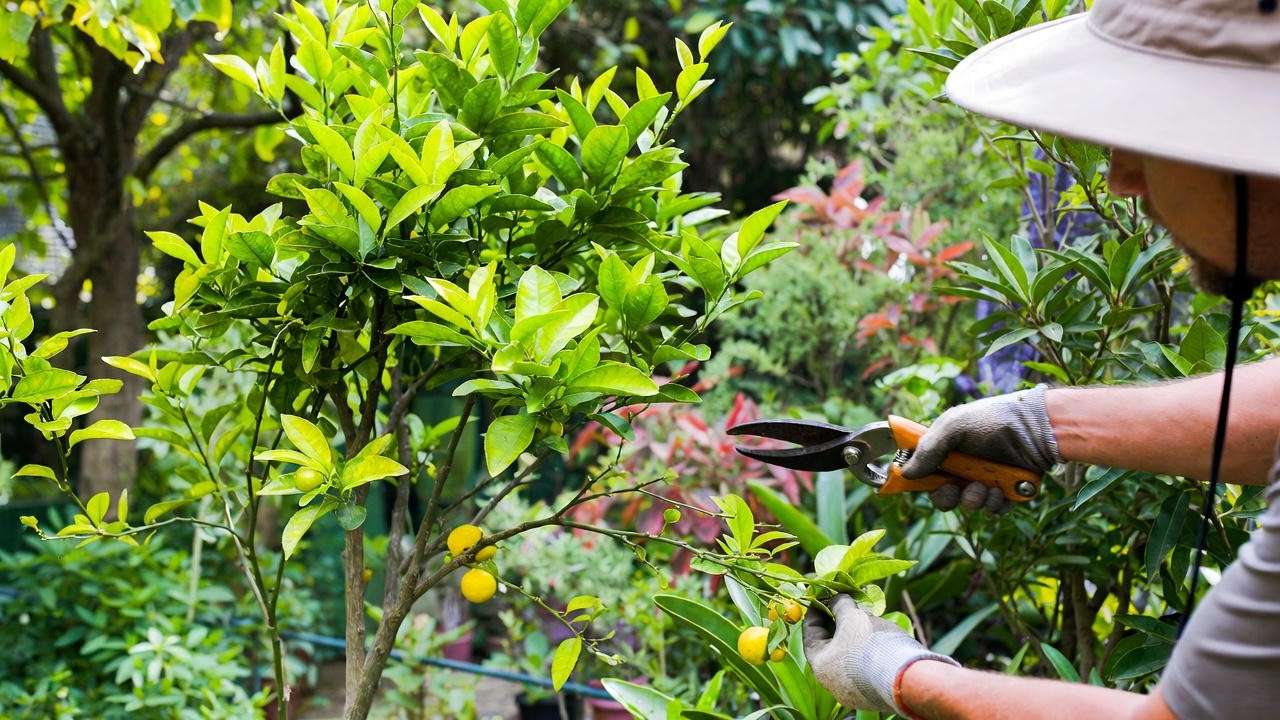 Gardener pruning lemon lime citrus tree with shears in a healthy garden."