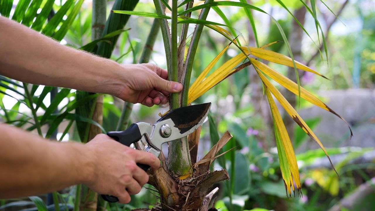 "Person pruning a yellow frond from an Alexander palm with sterilized shears in a tropical garden.