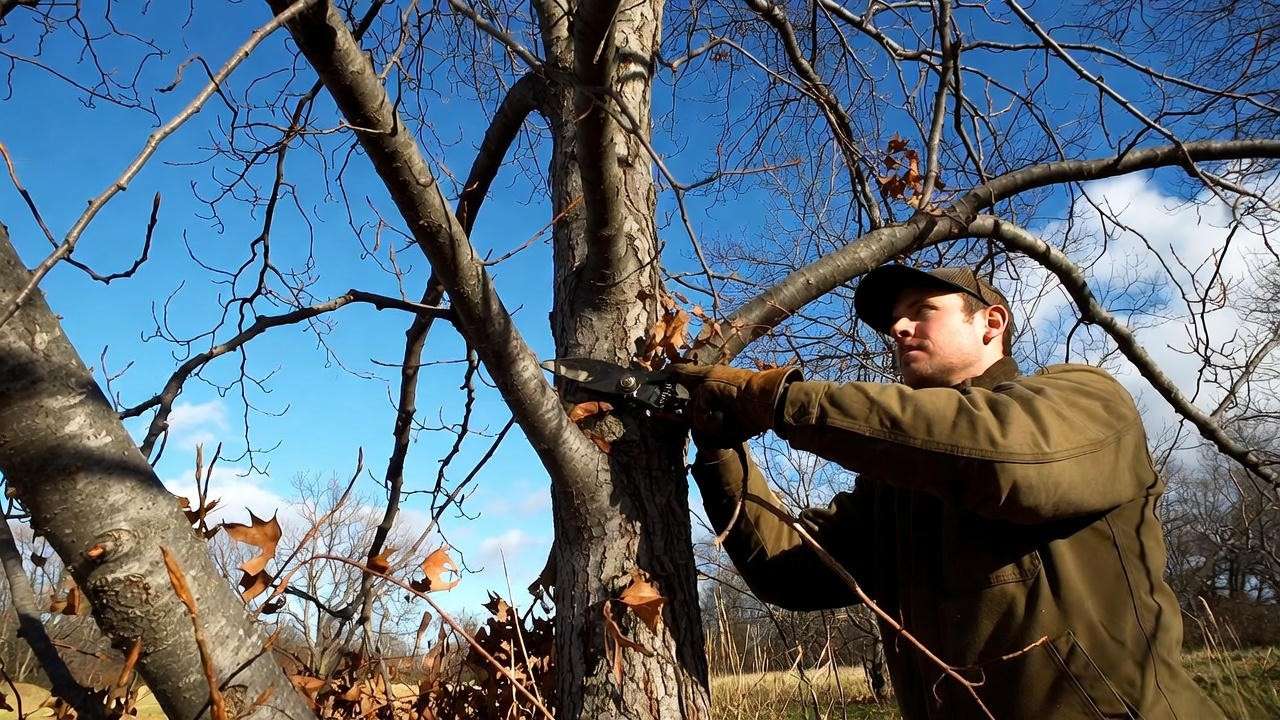 Professional dormant-season pruning of Brandywine red maple tree