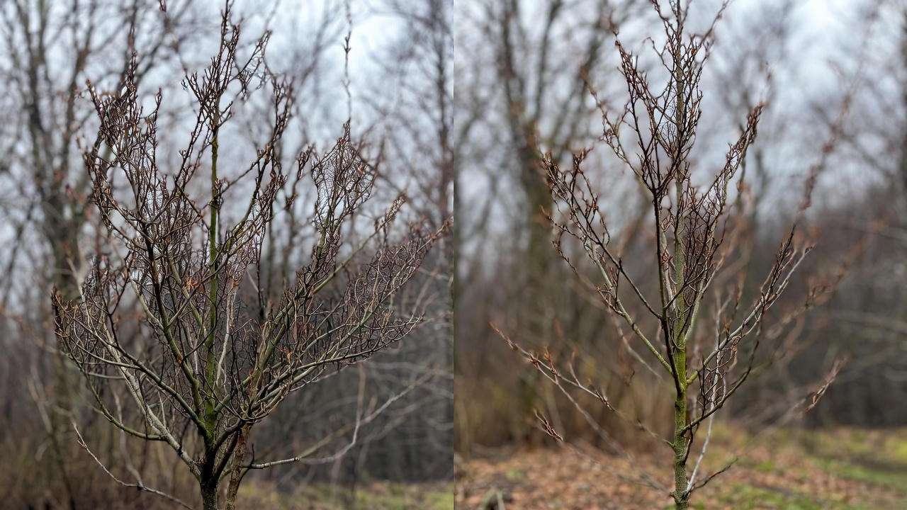 Before and after structural pruning on young Brandywine red maple tree
