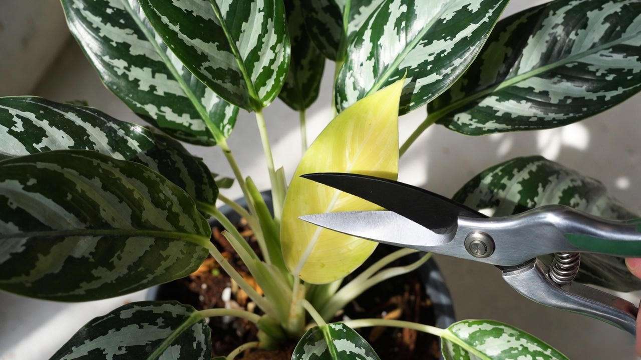 How to correctly prune yellow leaves on Aglaonema Silver Queen plant