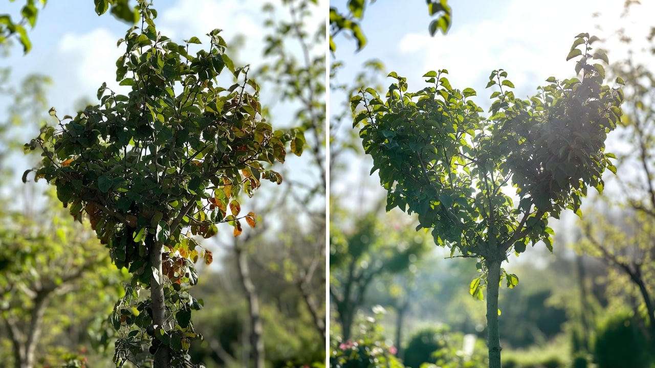 Before and after pruning a dwarf persimmon tree into productive open-center shape