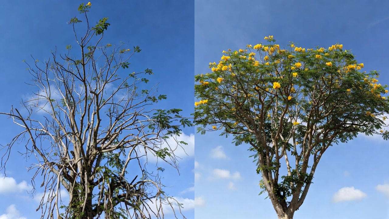 Before and after pruning gold trumpet tree for maximum flowers and shape