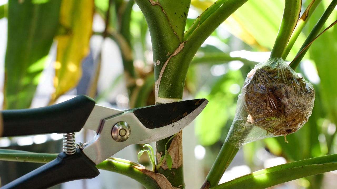 How to prune and air layer Mass Cane for bushier growth