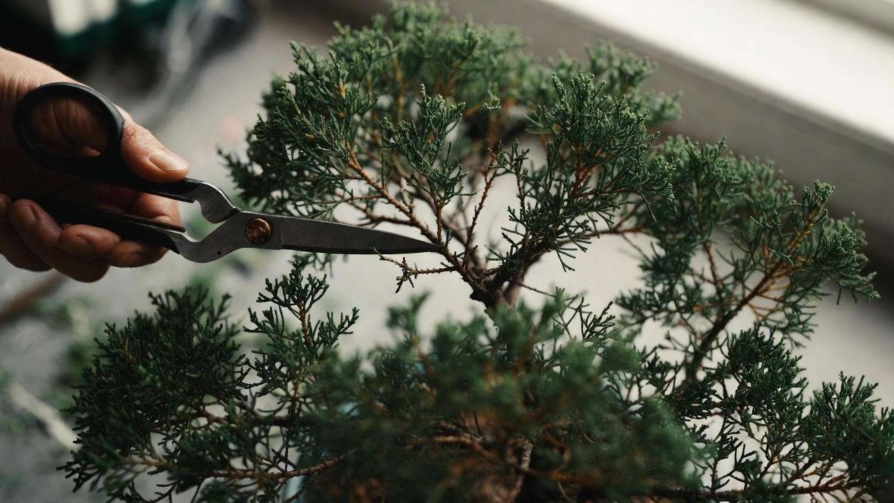 Pruning dwarf cypress tree with shears for cloud shaping on Nana Gracilis, avoiding May-June candle extension.