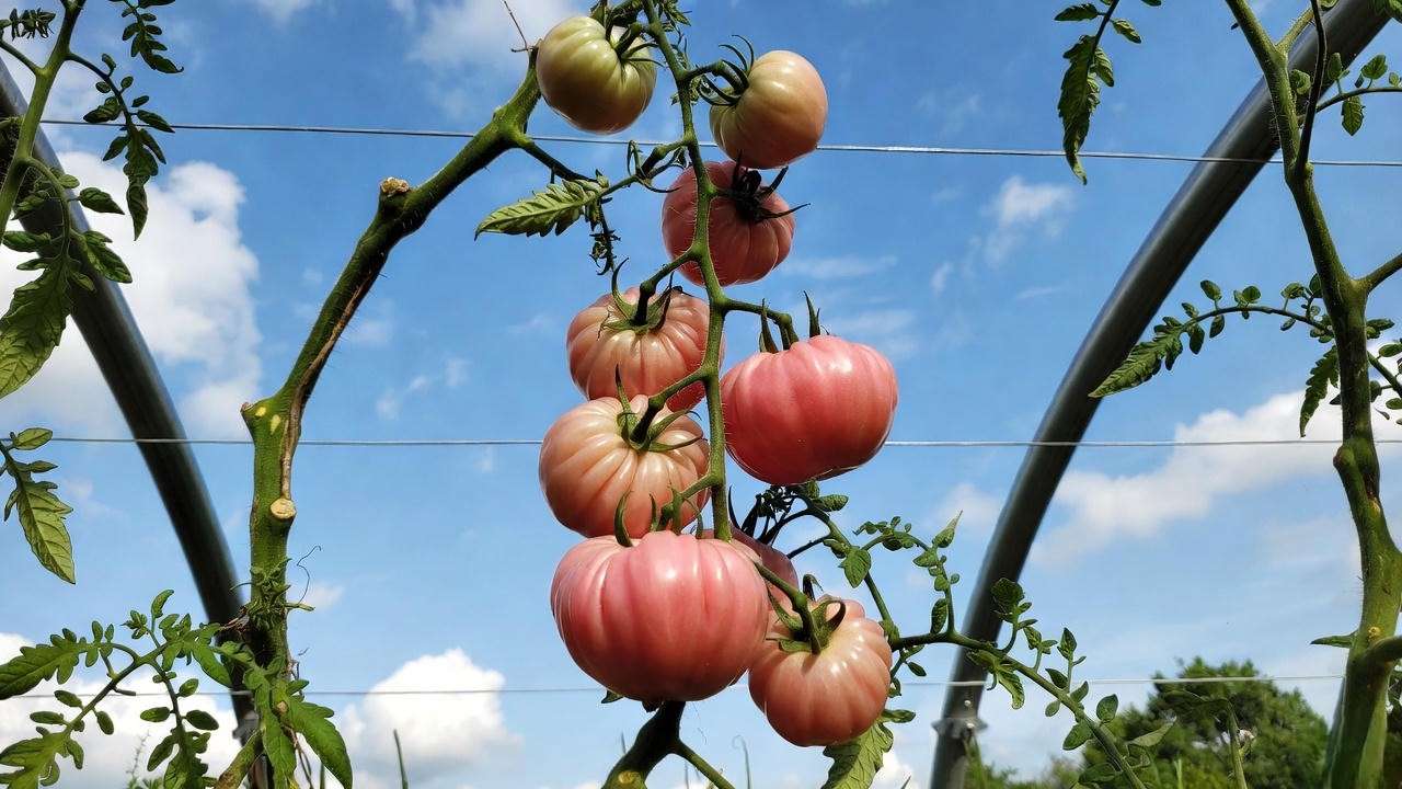 Single-stem German Johnson tomato plant on cattle panel trellis for maximum yield