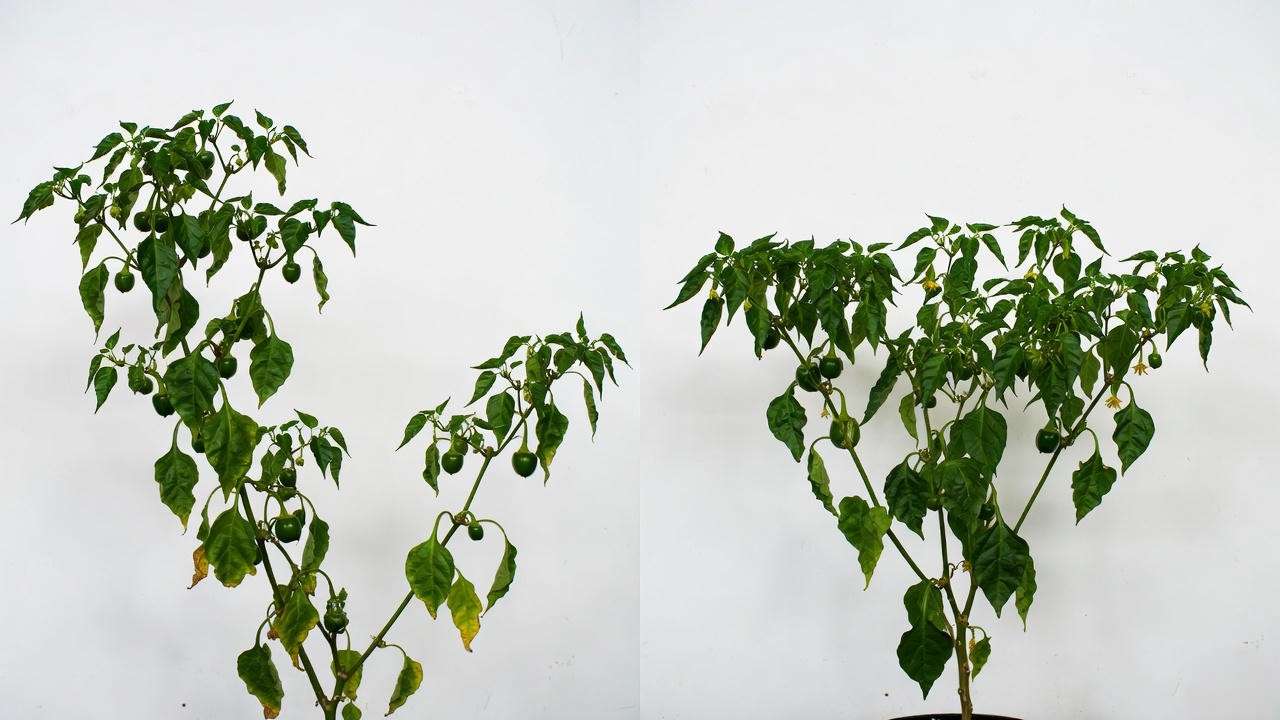 Before and after topping pruning on indoor pepper plant for bushier growth
