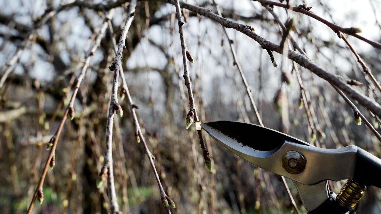 Proper pruning technique removing upright shoot from small weeping cherry tree