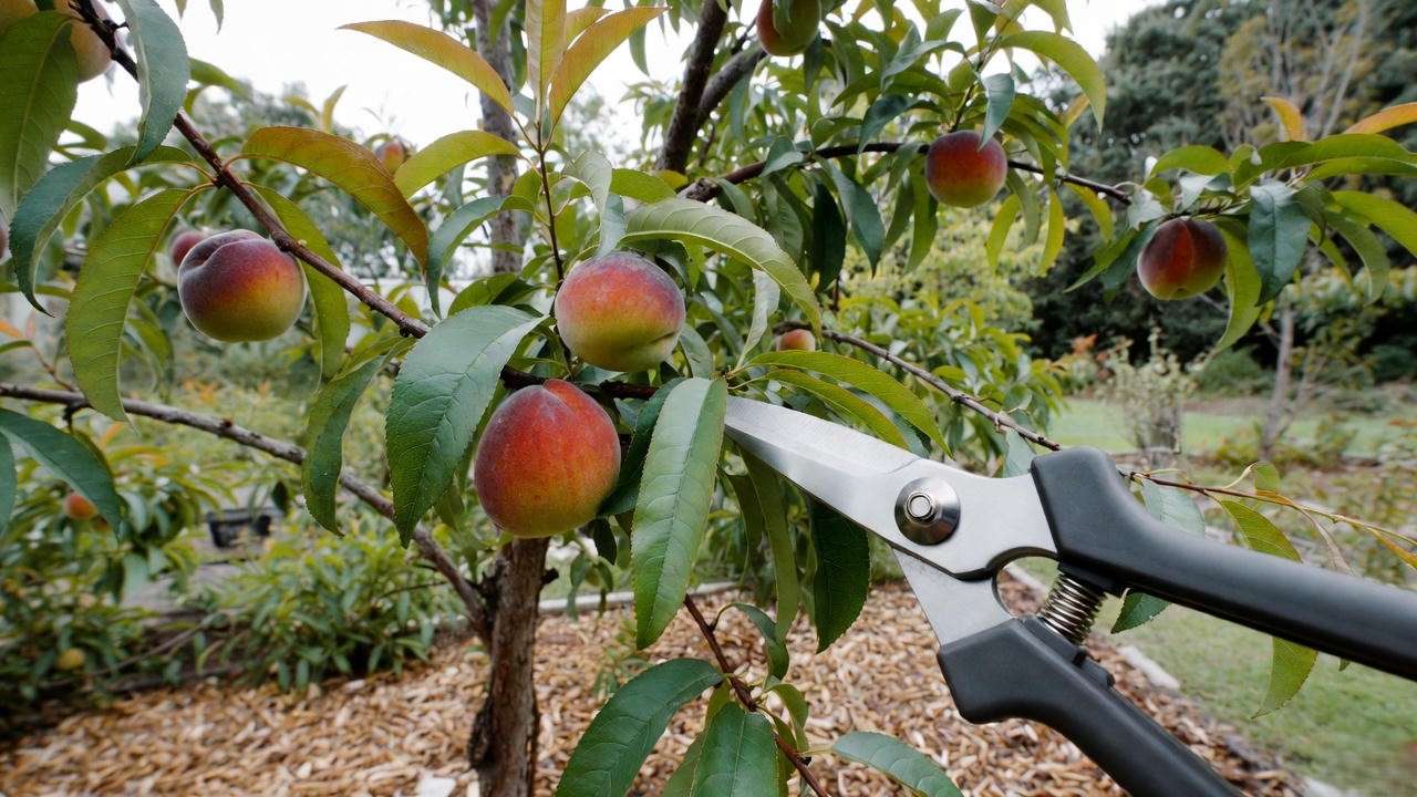 "Close-up of pruning a Redhaven peach tree branch with shears and mulch"