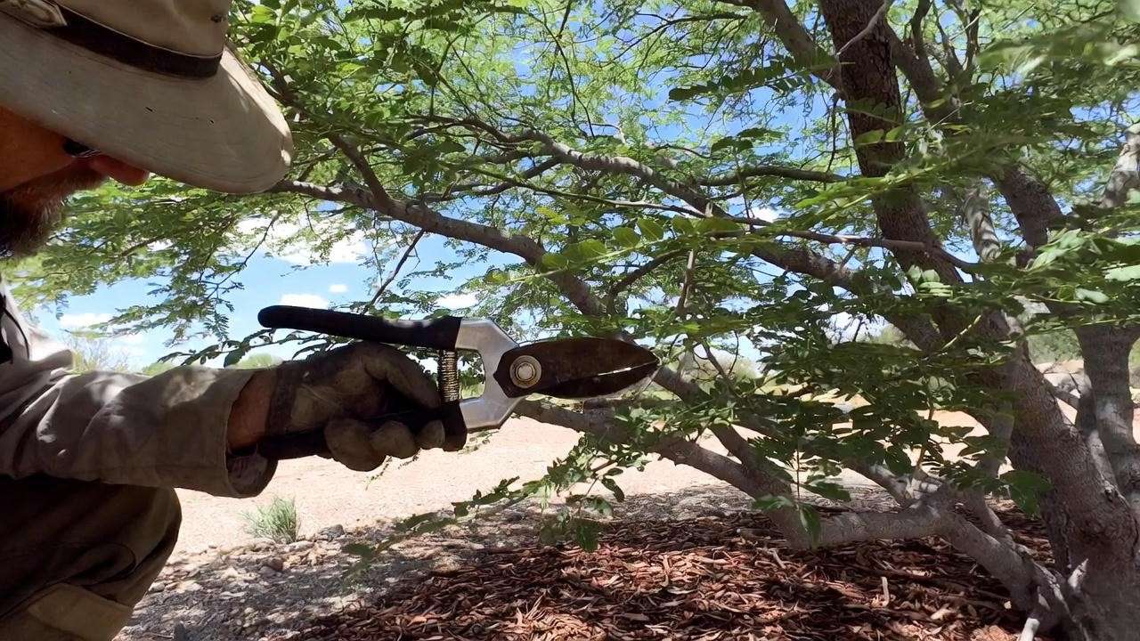 Arborist pruning an Arizona ash tree with shears in a Southwestern desert".