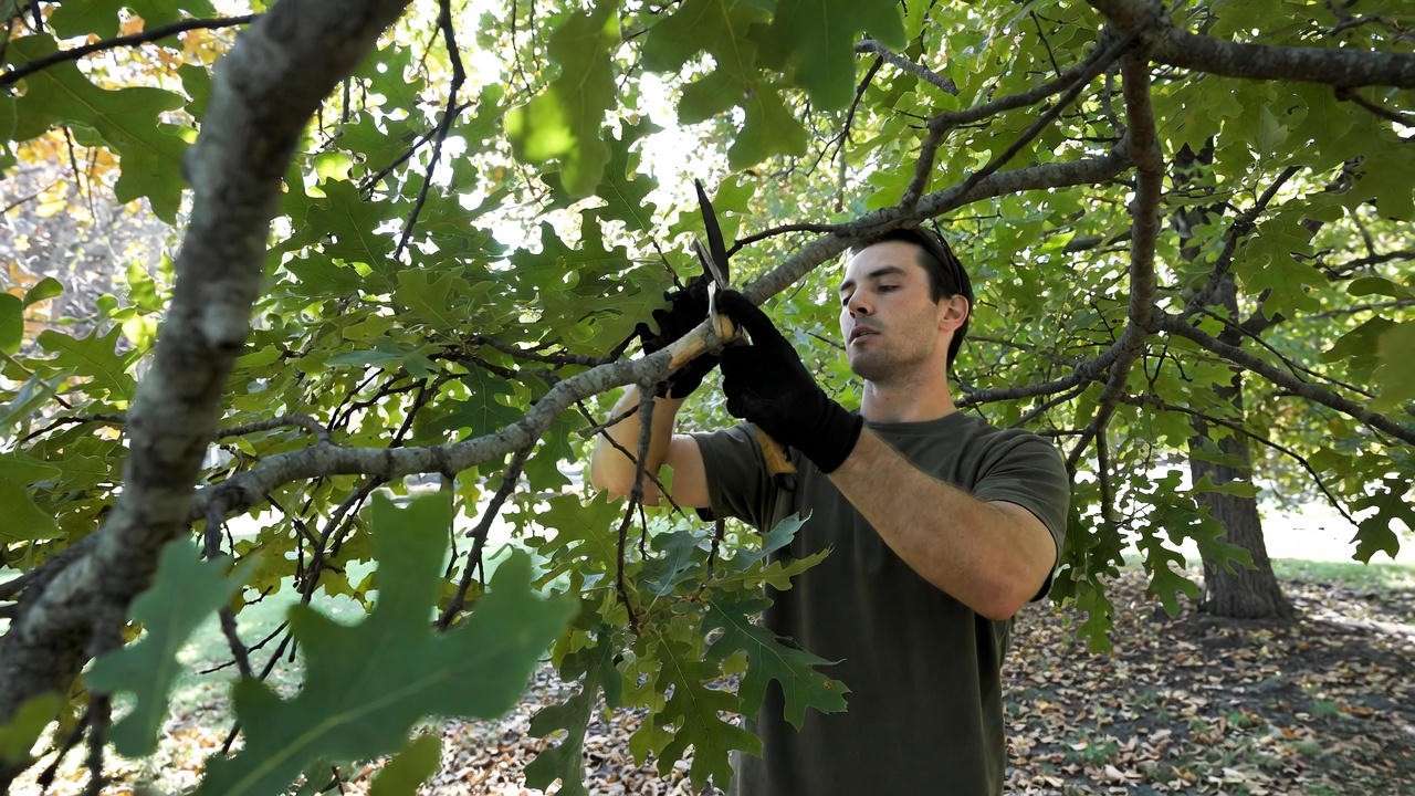 Arborist pruning oak tree in late fall with fallen leaves"