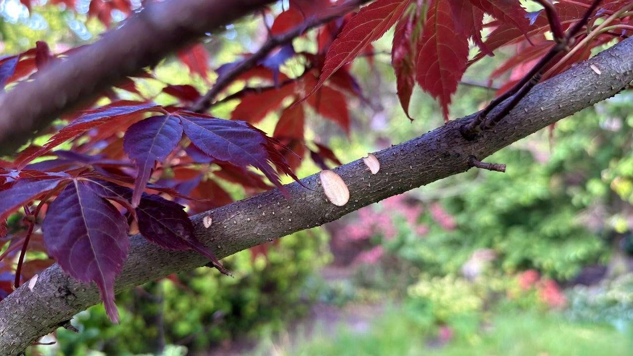 "Close-up of Crimson King Maple Tree pruning with red-purple leaves and tools."