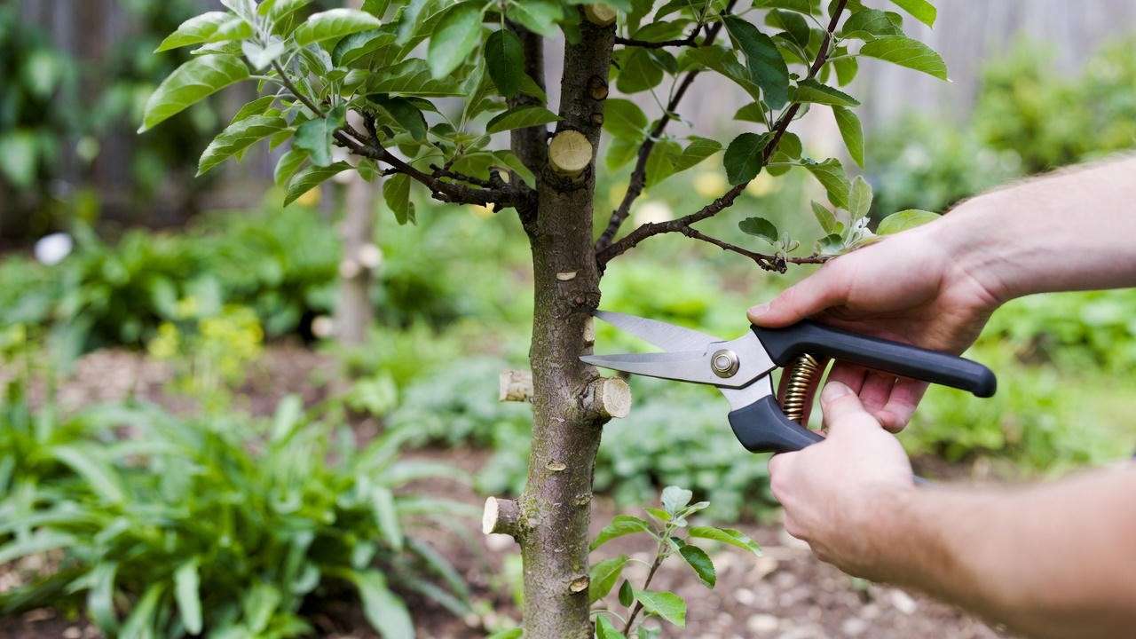 Pruning a columnar apple tree with shears showing neat trunk shaping."
