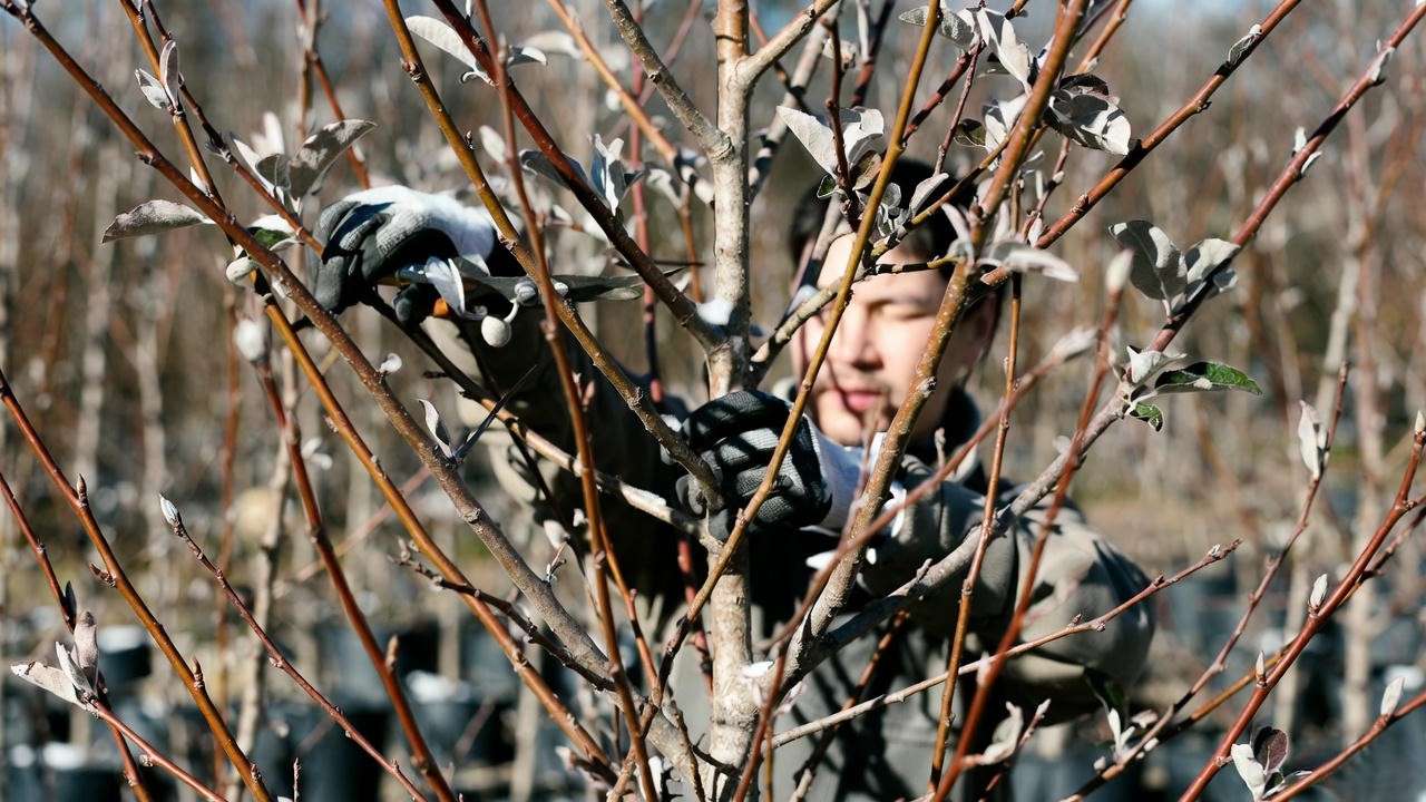 Gardener pruning an Apple Pink Lady tree in winter with thinning cuts