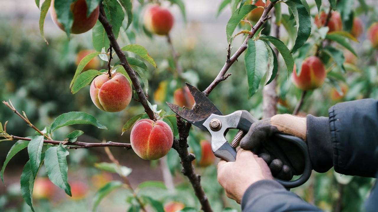 Gardener pruning a Red Haven peach tree with shears to shape its open-center structure."