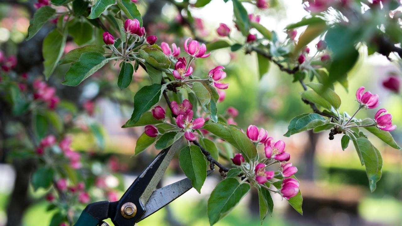 Close-up of pruning a crabapple tree branch with shears in a healthy garden setting."
