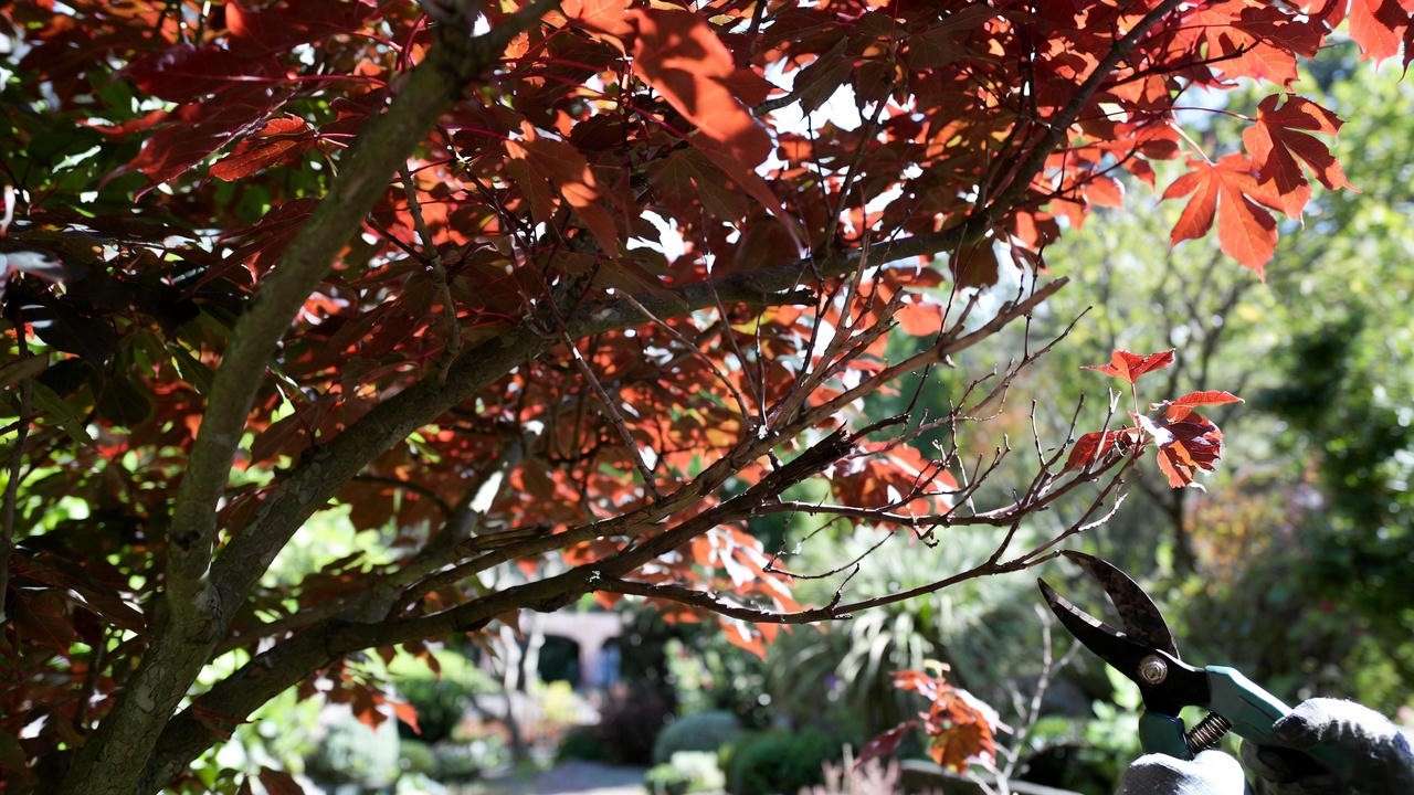 Pruning a flame maple tree with shears to shape and remove dead branches."