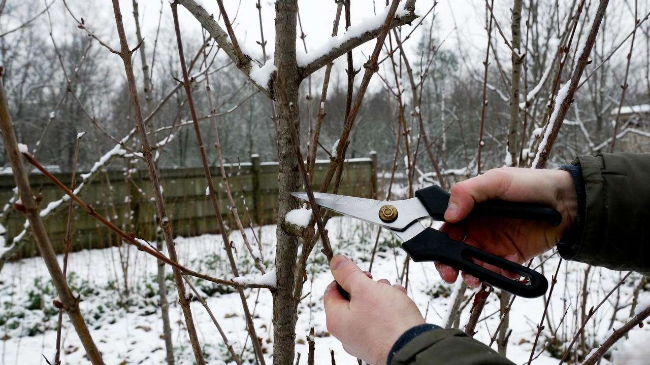 Gardener pruning a Hydrangea Paniculata tree in a snowy winter garden."