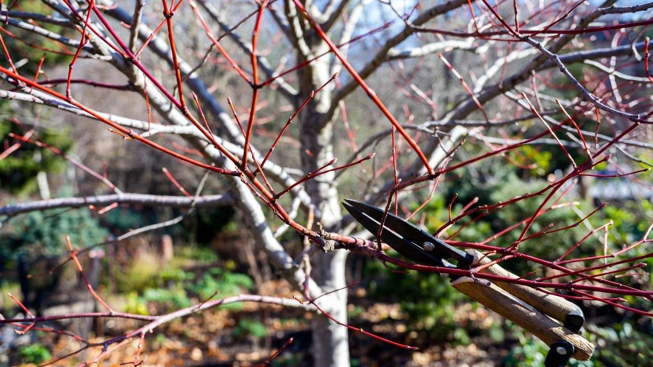 Gardener pruning a Hot Wings Maple Tree with tools in a late winter garden".
